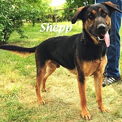Thumbnail photo of Shepp - ADOPTED #2
