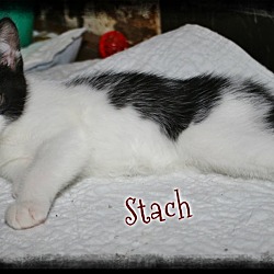 Thumbnail photo of Stach #1