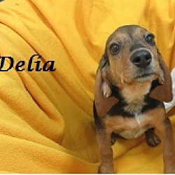 Thumbnail photo of Delia #3