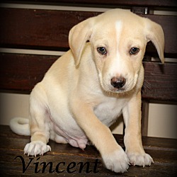 Thumbnail photo of Vincent~adopted! #4
