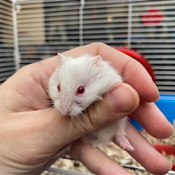 Thumbnail photo of Mr. Bean II-Dwarf Hamster #2