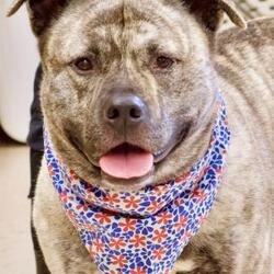 Saving Grace Pet Adoption Center in Winchester, Oregon