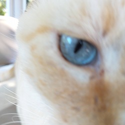 Thumbnail photo of Toffee #1