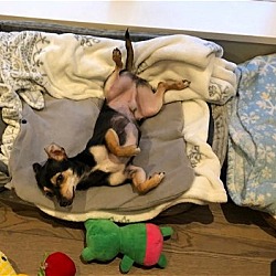 Thumbnail photo of Jerri Lee a Dachshund-Chihuahua #3