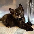 Adopt A Pet :: Ivy 4 - New York, NY
