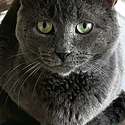 Photo of Blue