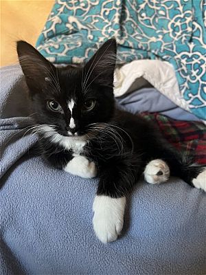 Phoenix, AZ - Maine Coon. Meet Figaro a Pet for Adoption - AdoptaPet.com