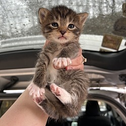 Thumbnail photo of Molly (Camp Kikiwaka litter kitten #3) #4
