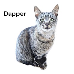 Thumbnail photo of Dapper #2