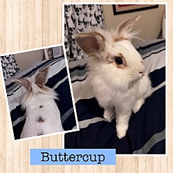 Thumbnail photo of Buttercup #1