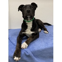 adopt-pet