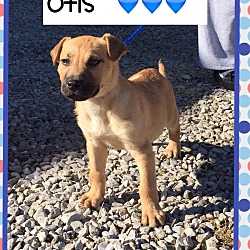 Thumbnail photo of Otis (Pom) #1