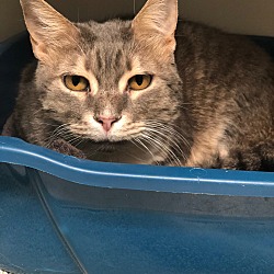 American Shorthair Kittens For Sale In Atlanta Georgia Adoptapet Com