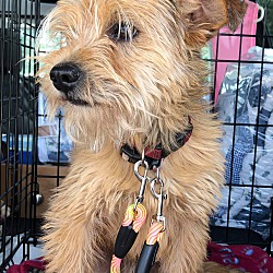 Benji hot sale border terrier