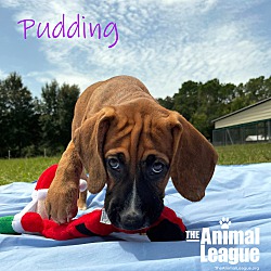 Thumbnail photo of Pudding #3