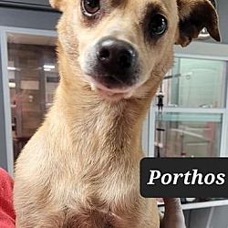 Photo of Porthos