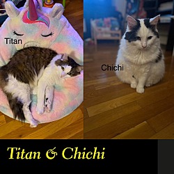 Thumbnail photo of Titan (and Chichi): Courtesy Post #1