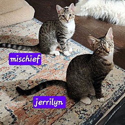 Thumbnail photo of Mischief #4