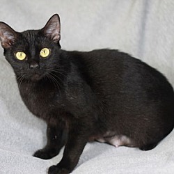 Thumbnail photo of Barbie - SEE ME @ PETCO & ADOPT FOR $50! #2