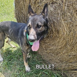 Thumbnail photo of Bullet #4