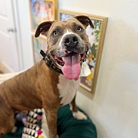 adopt a pet