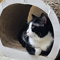 adopt a pet