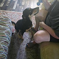 adopt a pet
