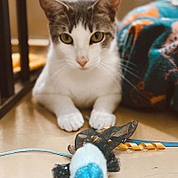 adopt a pet