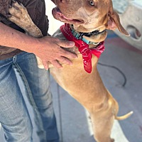 adopt a pet