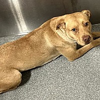 adopt a pet