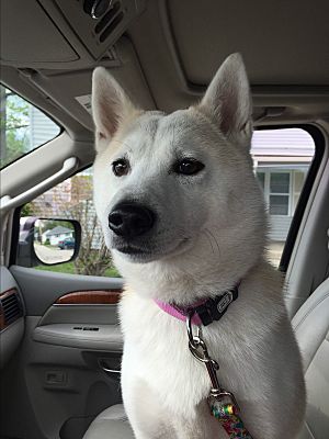 Wethersfield Ct Shiba Inu Meet Kumi A Pet For Adoption