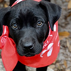 Saint Augustine Fl Labrador Retriever Meet Sniglet A Pet For Adoption