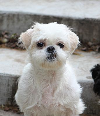 sheepdogs for sale in munster