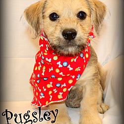Thumbnail photo of Pugsley~adopted! #4
