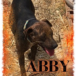Thumbnail photo of Abby #2