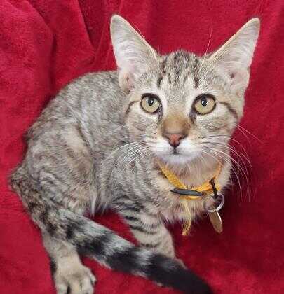 Columbus Oh Domestic Shorthair Meet Cocoa Bean A Pet For Adoption