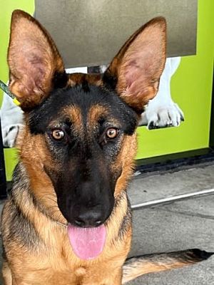 Cupertino, CA - German Shepherd Dog. Meet Lola O a Pet for Adoption ...