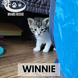 Thumbnail photo of Winnie - Outgoing! #2