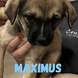 Photo of Maximus