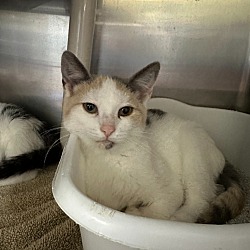 Photo of Juniper