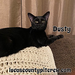 Photo of Dusty