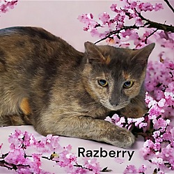 Thumbnail photo of Razberry #2