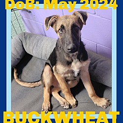 Thumbnail photo of BUCKWHEAT #1