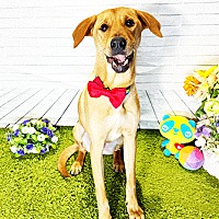adopt a pet