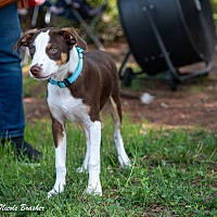 adopt a pet