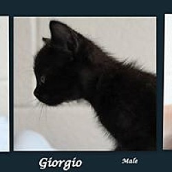 Photo of Giorgio ★ CRITICAL! Available NOW!