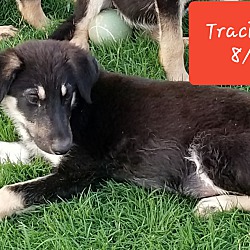 Thumbnail photo of Traci ❤ ADOPTED! #3