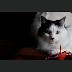 Photo of Primrose