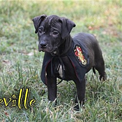 Thumbnail photo of Neville #2