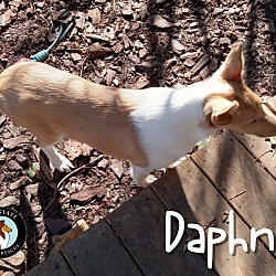 Thumbnail photo of Daphne #3